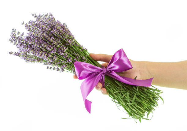 鲜切的薰衣草花束，女性手带蝴蝶结，孤立在白色上图片下载