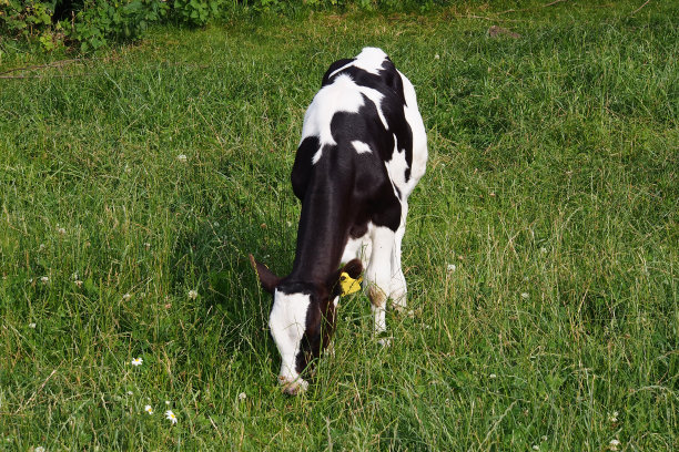 夏日里吃着绿草的小牛犊图片下载