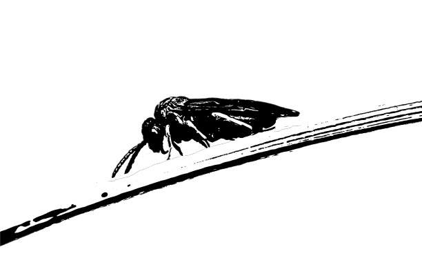 草杆上的昆虫黑白插图图片下载