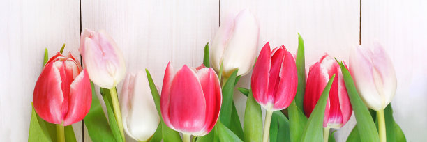 母亲节快乐。白色木质背景上的郁金香图片下载