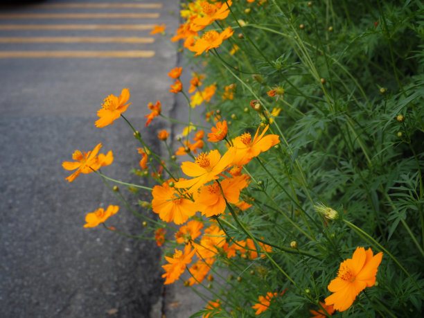 人行道上有许多墨西哥紫菀或黄宇宙花。科学的名字是双鳍宇宙图片下载