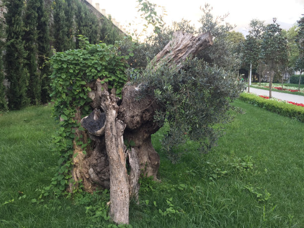 古老的橄榄树图片下载