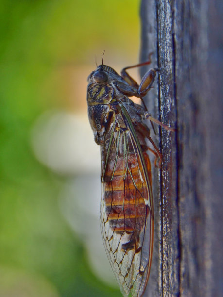 一只蝉坐在树上，背景是绿色的图片下载