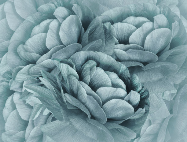 花翡翠绿半色调背景。一束绿松石的花。特写镜头。植物的拼贴画。花组成。大自然。图片下载