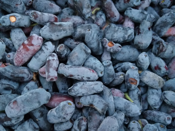 浆果金银花特写图片下载