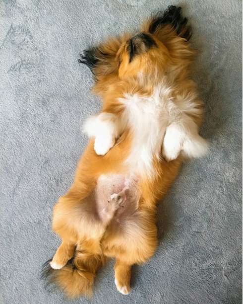 狗在床上图片下载