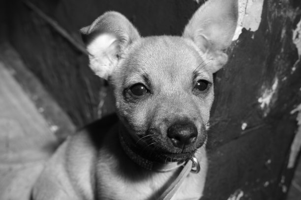 吉娃娃小狗图片下载