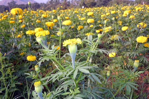 妈妈花图片图片下载