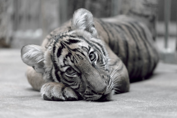 小老虎躺在地上图片下载