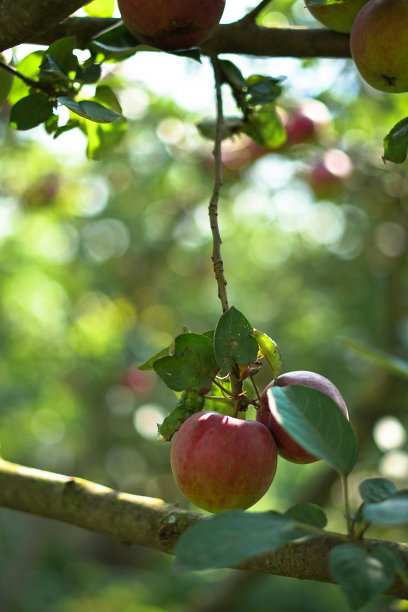 苹果树特写。水果生长在自然环境中。为素食者提供的生态产品。设计素材照片图片下载