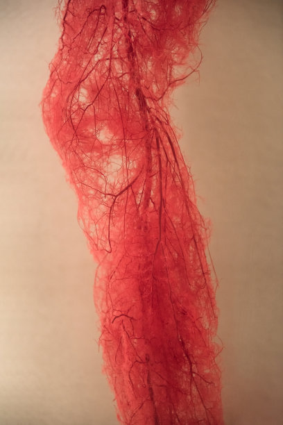 人体腿部的血管图片下载