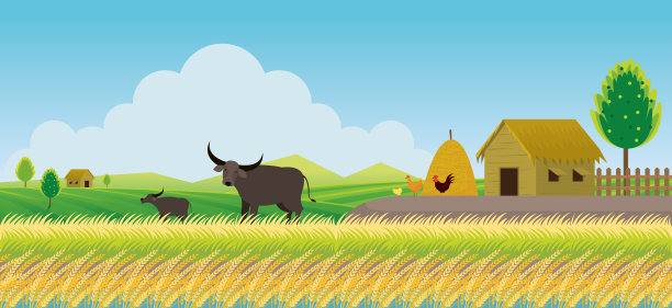 泰国水稻或稻田背景图片下载