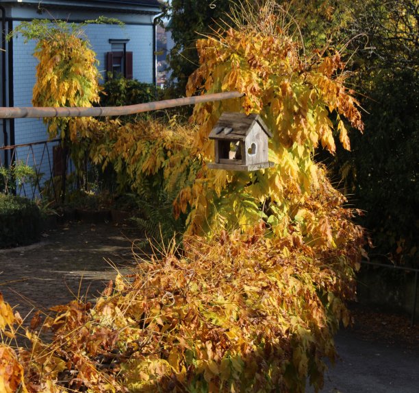 秋天的颜色图片下载