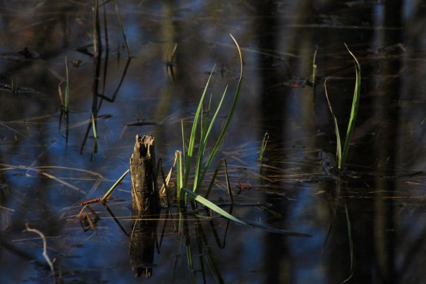 沼泽草地图片下载