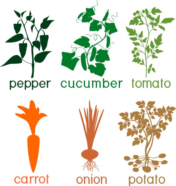 套不同的农业蔬菜植物与水果图片下载