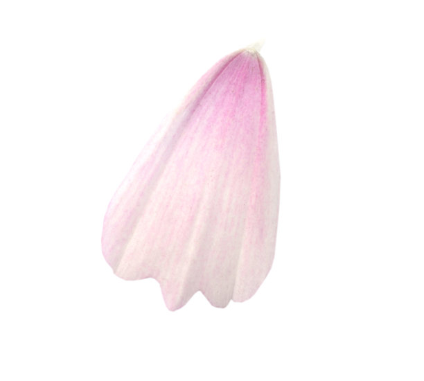 粉红色宇宙花瓣孤立白色图片下载