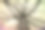在粗毛树皮山核桃树蔓生的树枝图片下载