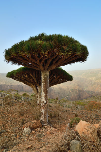 龙血树，索科特拉，也门图片下载