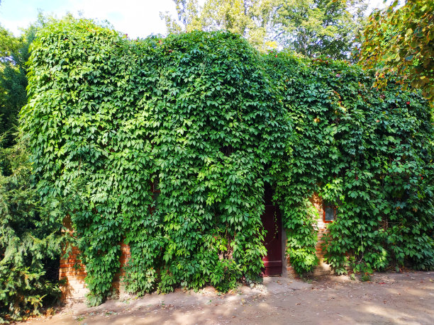 野生葡萄藤覆盖的石头建筑图片下载