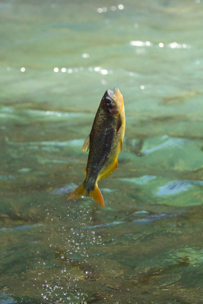 跳Piraputanga图片下载