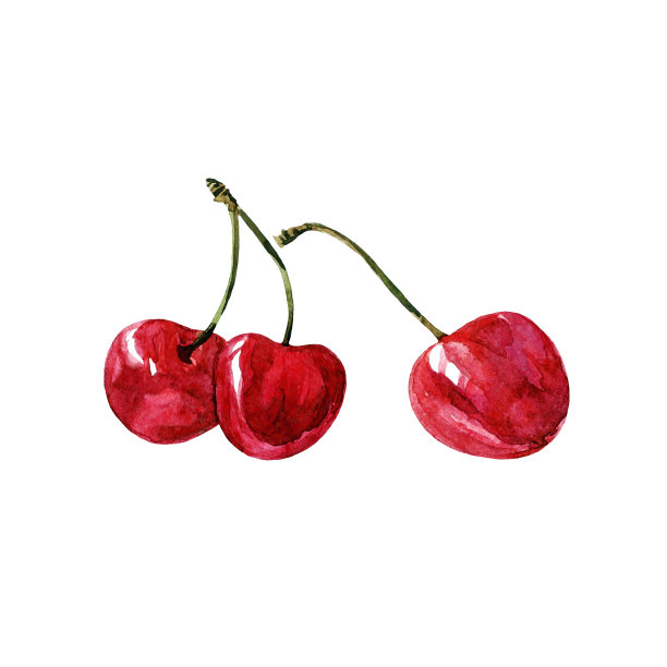 樱桃，水彩画上的白色背景。图片下载