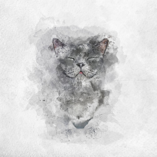 快乐的英国短毛猫水彩画图片下载