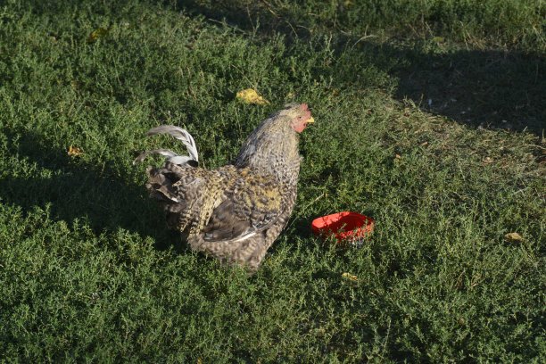 美丽的五光十色的公鸡要吃了图片下载