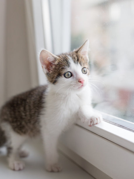 一个可爱的小猫透过窗户看的特写照片图片下载
