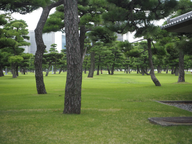 树木及建筑物图片下载