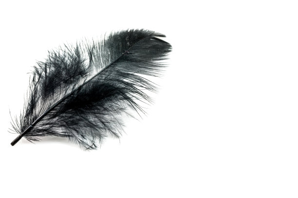 黑色羽毛孤立图片下载