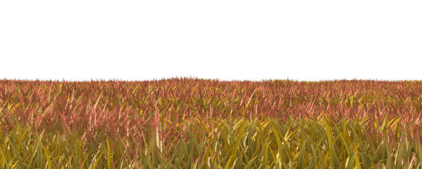 秋天的草孤立在白色的背景3D插图图片下载