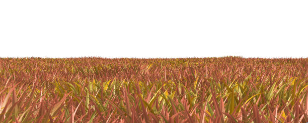 秋天的草孤立在白色的背景3D插图图片下载