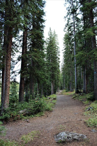幽静的小径穿过常青树图片下载
