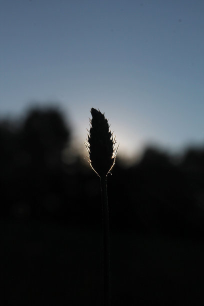 杂草-植物摄影图片下载