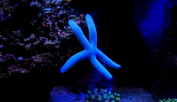 美丽的海星在珊瑚礁水族馆缸水下拍摄图片下载