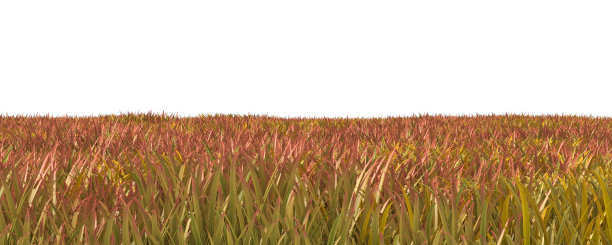 秋天的草孤立在白色的背景3D插图图片下载