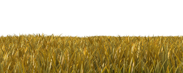 秋天的草孤立在白色的背景3D插图图片下载