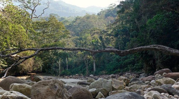 热带河流图片下载