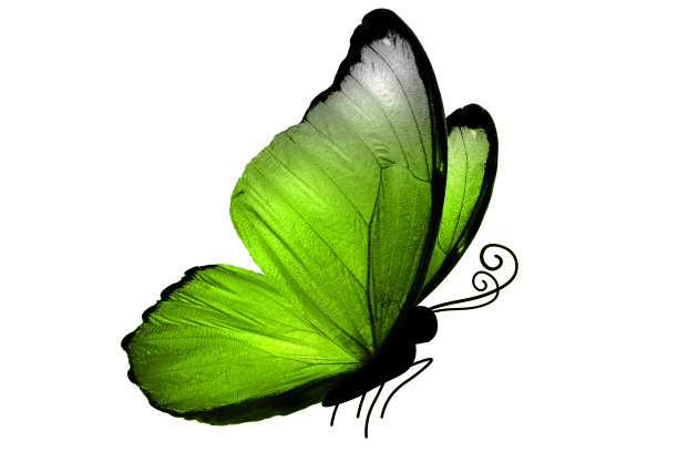 美丽的绿色热带蝴蝶孤立在白色的背景图片下载