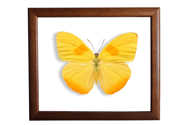 美丽的多色蝴蝶在一个孤立在白色背景的框架图片下载
