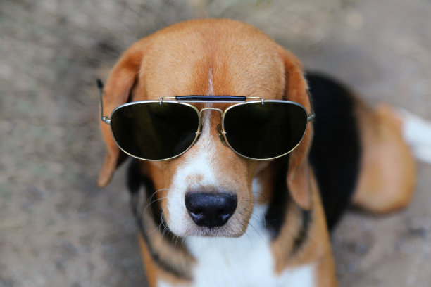 在户外的公园里画一只戴着太阳镜的可爱的小猎犬。图片下载