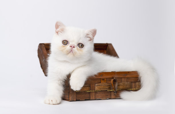 异国短毛猫的小猫图片下载