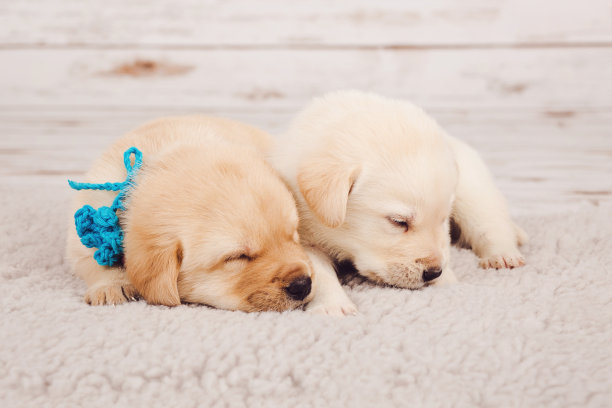 两只带着蓝丝带的可爱新生小狗并排躺着图片下载