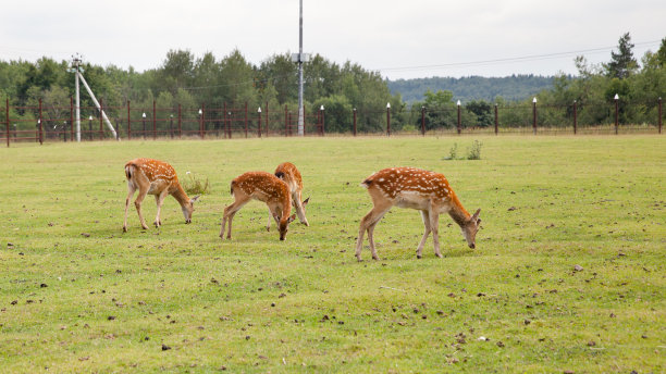年轻的梅花鹿图片下载