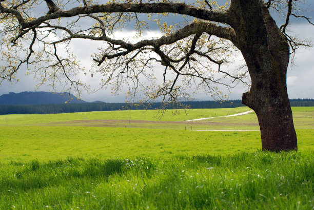 10月新西兰北岛的一片绿地和一棵树图片下载