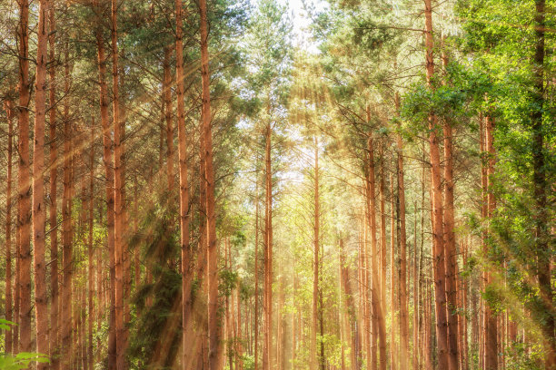 阳光下茂密的针叶林图片下载