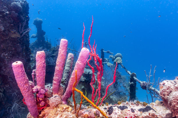 加勒比海珊瑚礁罗阿坦沉船水下图片下载