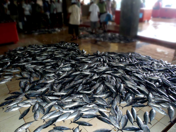 鱼店的地板上有许多鱼图片下载