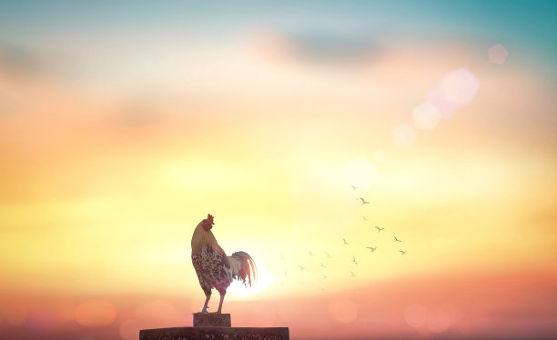 秋天背景上的公鸡图片下载