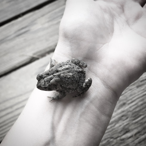 小蟾蜍图片下载